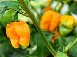 Habanero Pepper (Capsicum chinense)