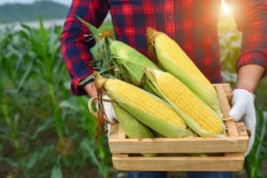 Improving Harvesting Techniques