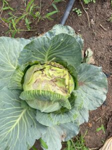 Pest and Disease Management