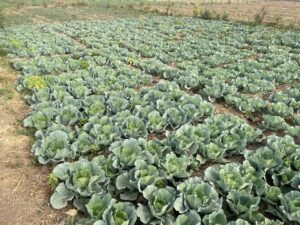 Planting and Spacing