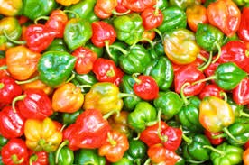 Scotch Bonnet Pepper (Capsicum chinense)